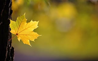 Картинка природа, дерево, ствол, лист, осень, клён