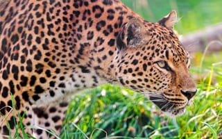Картинка стоит, grass, carefully, watches, трава, наблюдает, leopard, profile, леопард, внимательно, costs, профиль
