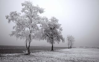 Картинка зима, поле, снег на деревьях, снег