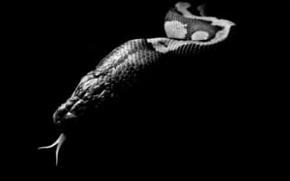Картинка черный, rendering 2560x1600, змея, рендеринг 2560x1600, language, black, язык, snake