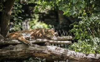 Картинка рысь, отдых, recreation, lynx