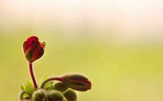 Картинка bud, минимализм, minimalism, close-up, макро, бутон