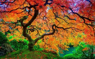 Картинка природа, парк, дерево, осень, мох, водоём, вода