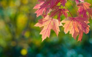 Картинка природа, ветка, осень, клён, листья