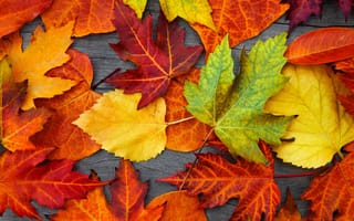 Картинка природа, осень, листья