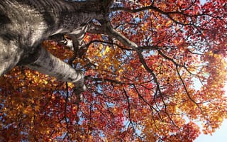 Картинка природа, ветки, дерево, небо, листья, осень, крона