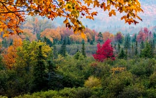 Картинка природа, краски, лес, ветки, осень, деревья, листья