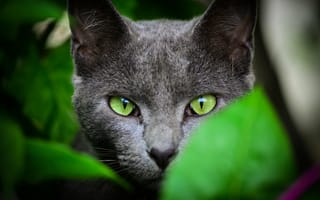 Картинка green-eyed, зеленоглазая, cat, кошка