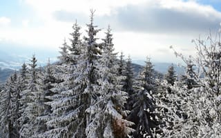 Картинка снег, tops, сосны, смереки, верхушки, smereka, pine, snow