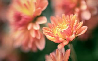 Картинка цветы, хризантемы