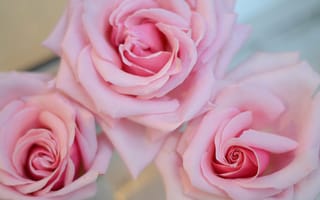 Картинка цветы, розовые розы, рожеві троянди, нежные розы, ніжні троянди, фото троянд, фото роз