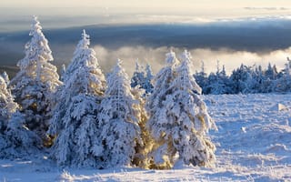 Обои природа, зима, ели, небо, мороз, снег, облака, деревья