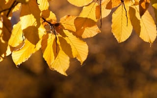 Картинка блики, fall, glare, веточка, солнце, yellow, sun, листья, twig, осень, foliage, жёлтые