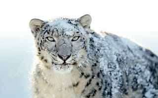 Картинка snow leopard, ирбис, snow, снег, снежный барс, ounce