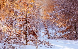 Картинка свет, деревья, листья, снег, солнечно, зима