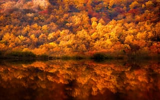 Картинка осень, отражения, вода, лес, деревья, краски
