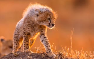 Картинка гепард, шерсть, маленький, грива, хищник