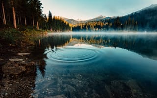 Картинка озеро, вода, утро, лес, туман, деревья, круги