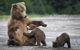 Картинка медведи, мишки, мама, медведица, медвежата