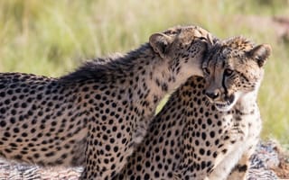 Картинка гепарды, пятна, хищники, игра, молодые, кошки