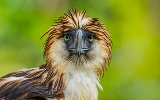 Картинка птица, Philippine Eagle, клюв, перья, взгляд