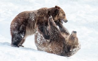 Картинка медведи, снег, игра, лапы, зима