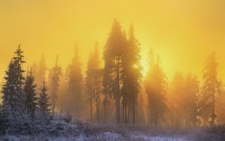 Обои лес, свет, зима, природа, утро, солнце, лучи, дымка, снег