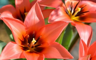 Обои макро, весна, spring, petals, лепестки, macro, тюльпаны, flowers, tulips