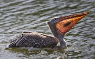 Обои Пеликан, bird, fish, вода, water, рыба, клюв, птица, pelican