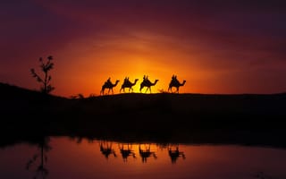 Картинка отражение, силуэты, караван, верблюды