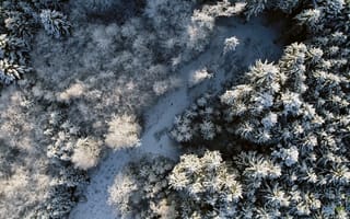 Картинка природа, дорога, лес, oboitut, зима, снег