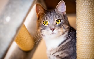Картинка кошка, кот, морда, желтые глаза, взгляд, серый