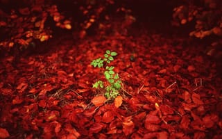 Картинка природа, растение, листья, красные, лес
