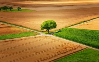 Картинка поле, пшеница, дерево, дороги, зелень
