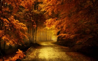 Картинка пейзаж, осень, дорога, красота, листья, лес