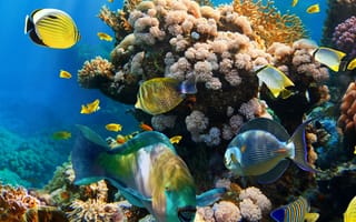 Обои рыбы, подводный мир, кораллы, океан