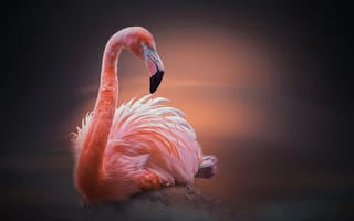 Картинка птица, фламинго, камень, клюв, розовый, перья