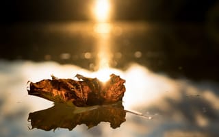 Картинка осень, лист, вода, макро, блики