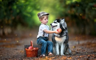 Картинка мальчик, корзина, пёс, ящик, собака, фрукты, животное, ребёнок, хаски