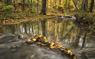 Картинка лес, река, осень, деревья, листья