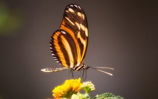 Картинка бабочка, крылья, цветок, макро, насекомое
