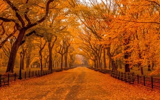 Картинка осень, фонари, дорога, парк, скамейки, осенний парк, деревья, ограда