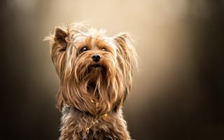Картинка собака, портрет, Йоркширский терьер, морда
