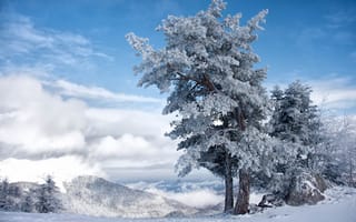 Картинка Зима, снег, Дерево, Небо