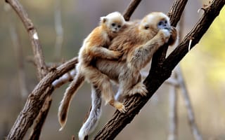 Картинка gibbon, primates, обезьяны, гиббон, приматы, monkeys