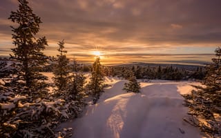 Картинка зима, природа, лучи, лес, снег, солнце, утро
