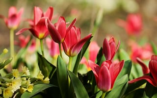 Картинка тюльпаны, весна, солнце