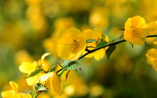 Картинка весна, цветы, желтый, ветка
