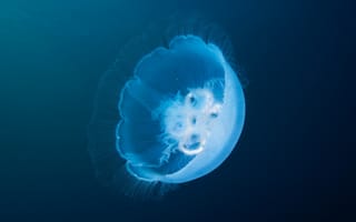 Картинка подводный мир, плывет, море, медуза, вода, под водой, морское существо, прозрачная, голубой, макро