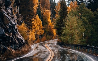 Картинка дорога, лес, осень, мокрая, деревья